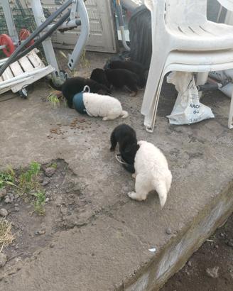 Mix pastore maremmano abruzzese-tedesco