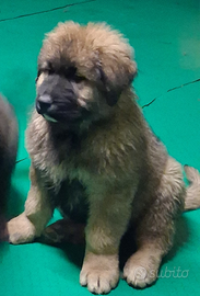 Cucciolo pastore del caucaso