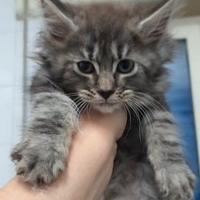 Maine coon cucciolotte