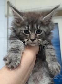 Maine coon cucciolotte