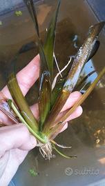 vallisneria gigante pianta acquatica per acquari e