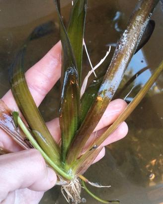 vallisneria gigante pianta acquatica per acquari e
