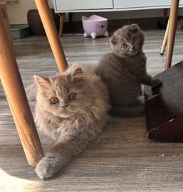 British longhair