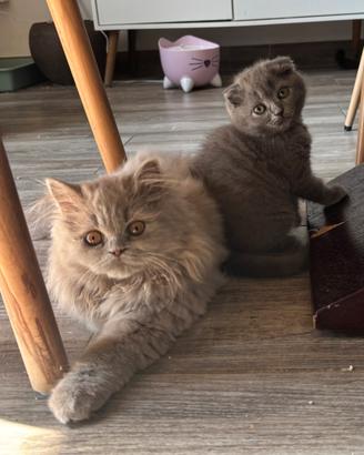 British longhair