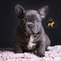 Bulldog francese chocolate