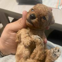 Barboncini Toy albicocca e Red