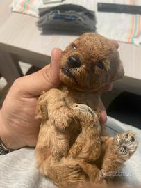 Barboncini Toy albicocca e Red