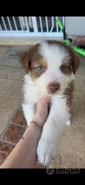 Cuccioli pastore australiano australian shepherd