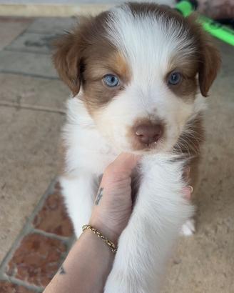 Cuccioli pastore australiano australian shepherd