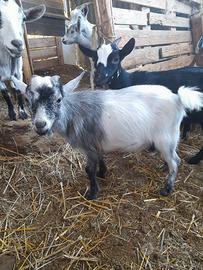 Capretto nano tibetano
