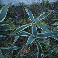 piante agave 
