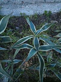 piante agave 