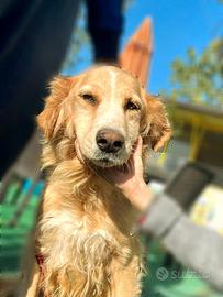 Nonna Arnia in canile da 9 anni