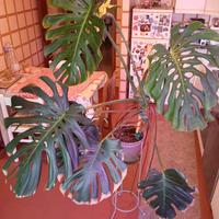 Pianta monstera deliciosa