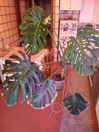 Pianta monstera deliciosa