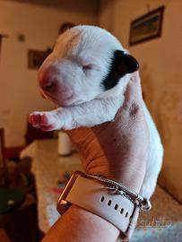 Cucciolo di Bull Terrier Standard