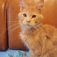 Maine Coon Rosso Crema Pedigree