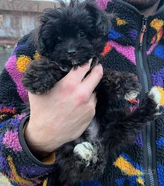 Maltipoo cucciolo