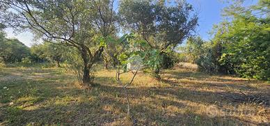 TER. AGRICOLO A QUARTUCCIU