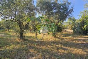 TER. AGRICOLO A QUARTUCCIU