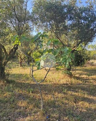 TER. AGRICOLO A QUARTUCCIU