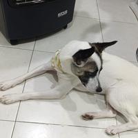 Cucciola di Nome Bella