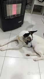 Cucciola di Nome Bella