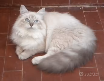 Gatto siberiano