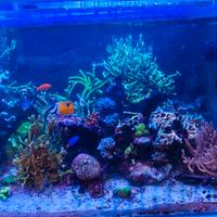 acquario marino completo 