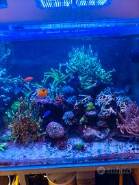 acquario marino completo 
