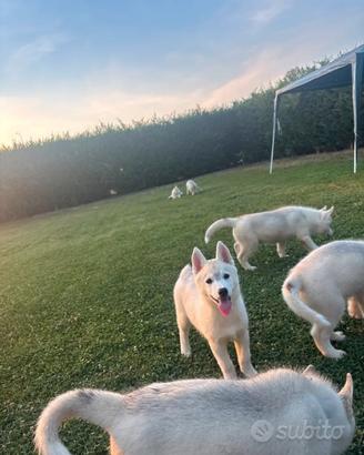 Cuccioli di Siberian Husky con pedigree