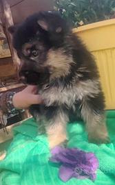 Cuccioli di pastore tedesco