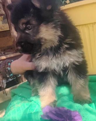 Cuccioli di pastore tedesco