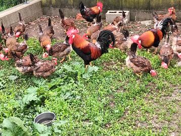 Galline razza Nostrana di Morozzo