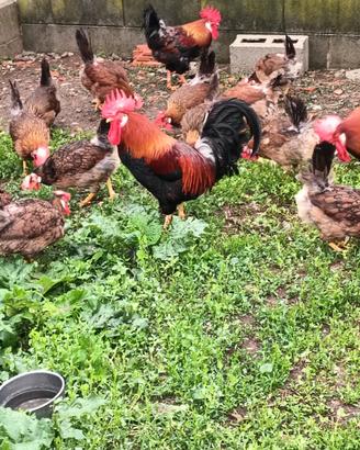 Galline razza Nostrana di Morozzo