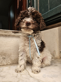 Cuccioli Lagotto romagnolo