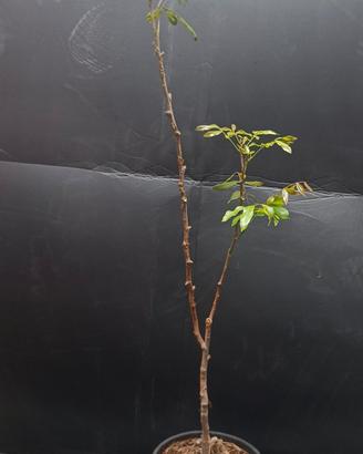 pianta Dimocarpus Longan varietà "khohala"