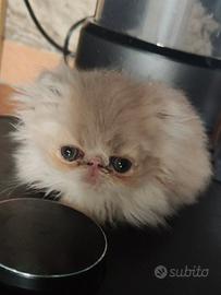 Persiano