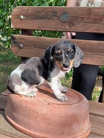 Bassotto piebald