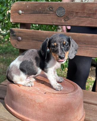 Bassotto piebald