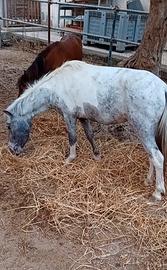Pony