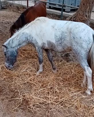 Pony
