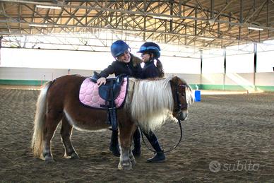 Pony shetland