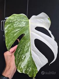 Monstera Deliciosa Variegata 