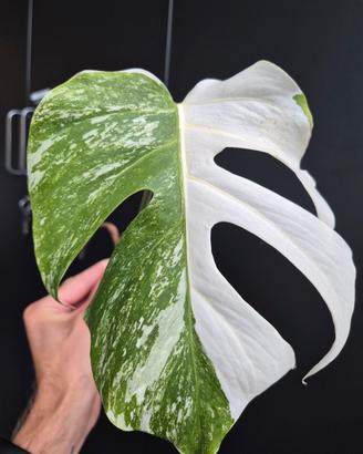 Monstera Deliciosa Variegata 