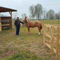 Cavallo