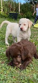 Cuccioli di Labrador 60 giorni