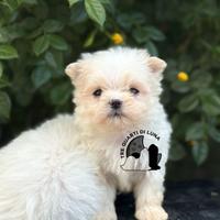 Trequartidiluna: Maltese Toy cuccioli con pedigree