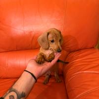 Bassotto nano fulvo prezzo contrattabile