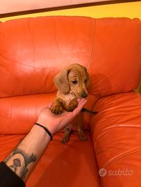 Bassotto nano fulvo prezzo contrattabile